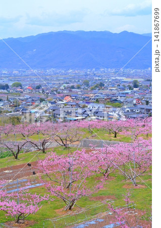 《山梨県》満開の桃の花畑・春の甲府盆地 《山梨県》満開の桃の花畑・春の甲府盆地 141867699