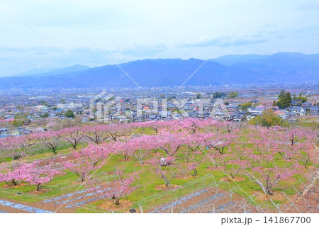 《山梨県》満開の桃の花畑・春の甲府盆地 《山梨県》満開の桃の花畑・春の甲府盆地 141867700
