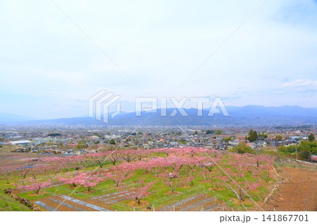 《山梨県》満開の桃の花畑・春の甲府盆地 《山梨県》満開の桃の花畑・春の甲府盆地 141867701