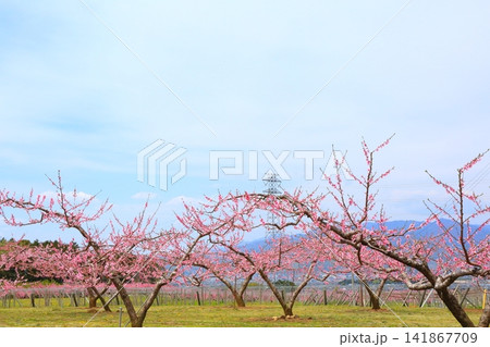 《山梨県》満開の桃の花畑・春の甲府盆地 《山梨県》満開の桃の花畑・春の甲府盆地 141867709