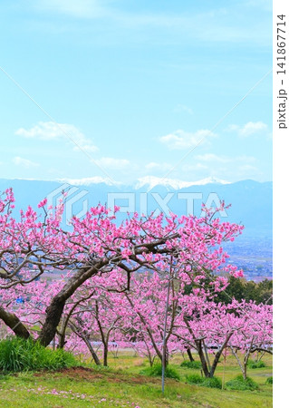 《山梨県》満開の桃の花畑・春の甲府盆地 《山梨県》満開の桃の花畑・春の甲府盆地 141867714