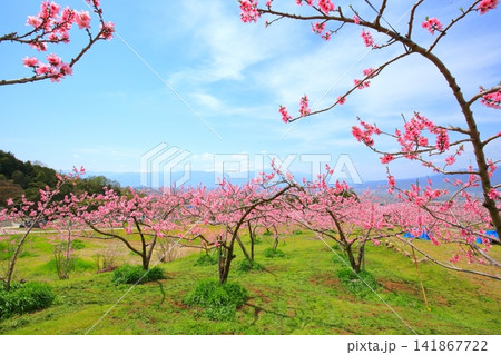 《山梨県》満開の桃の花畑・春の甲府盆地 141867722