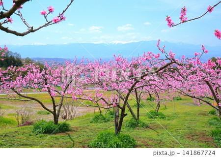 《山梨県》満開の桃の花畑・春の甲府盆地 《山梨県》満開の桃の花畑・春の甲府盆地 141867724