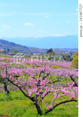 《山梨県》満開の桃の花畑・春の甲府盆地 《山梨県》満開の桃の花畑・春の甲府盆地 141867727