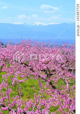 《山梨県》満開の桃の花畑・春の甲府盆地 《山梨県》満開の桃の花畑・春の甲府盆地 141867729
