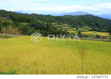 黄金色に広がる里山の棚田の風景 黄金色に広がる里山の棚田の風景 141867731