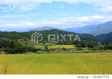 黄金色に広がる里山の棚田の風景 黄金色に広がる里山の棚田の風景 141867734
