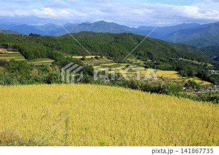 黄金色に広がる里山の棚田の風景 141867735