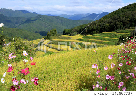 黄金色に広がる里山の棚田の風景 黄金色に広がる里山の棚田の風景 141867737
