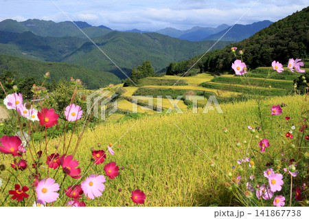 黄金色に広がる里山の棚田の風景 141867738