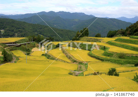 黄金色に広がる里山の棚田の風景 黄金色に広がる里山の棚田の風景 141867740