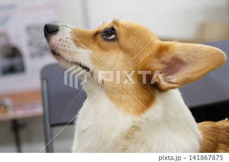 Red and white welsh corgi dog looking up with curious expression 141867875