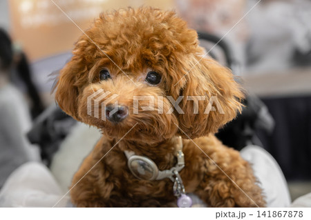 Brown toy poodle dog portrait indoors with curly coat and bow Brown toy poodle dog portrait indoors with curly coat and bow 141867878