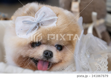 Cream pomeranian dog with bow and tongue out close portrait 141867879