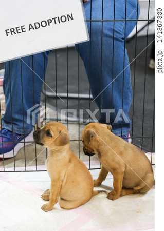 Two puppies near free adoption sign at indoor pet exhibition Two puppies near free adoption sign at indoor pet exhibition 141867880