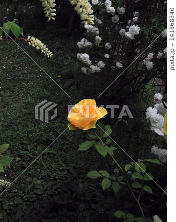 落ち着いた背景に咲く鮮やかな黄色い薔薇 141868340