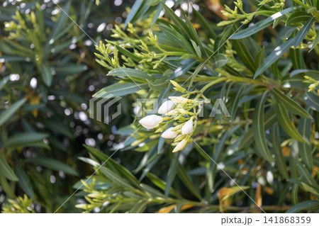 キョウチクトウの花の蕾 141868359