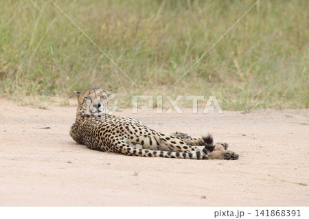 チーター チーター 141868391