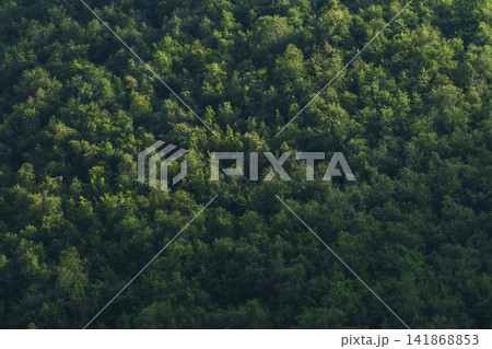 Solid Texture of a green forest Solid Texture of a green forest 141868853