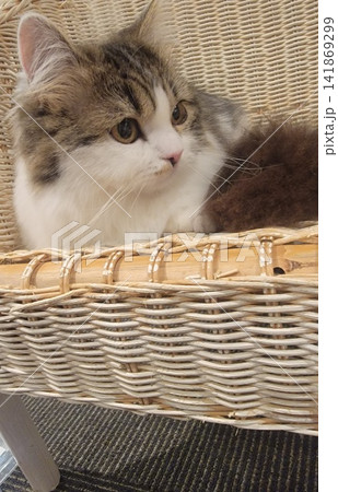 籐かごの中から見つめるふわふわの猫 籐かごの中から見つめるふわふわの猫 141869299