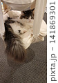 長毛の猫 141869301