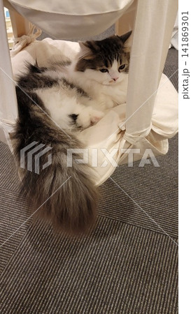 長毛の猫 長毛の猫 141869301