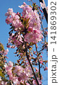 青空に映える満開のピンク色の桜 141869302