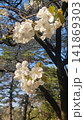 春の青空と木々を背景に咲く白い桜 141869303