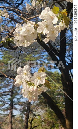 春の青空と木々を背景に咲く白い桜 141869303