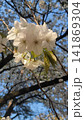 青空を背景に咲く白い桜のクローズアップ 141869304