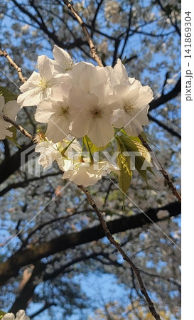 青空を背景に咲く白い桜のクローズアップ 青空を背景に咲く白い桜のクローズアップ 141869304