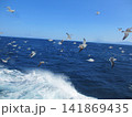 カモメ、ウミネコが飛ぶ海 141869435