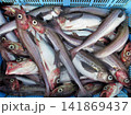 底引き網で漁獲されたスケトウダラ 141869437
