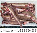 漁獲されたナガヅカ（ワラヅカ） 141869438