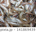 スケトウダラの仔魚 141869439