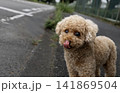お散歩するトイプードル 141869504