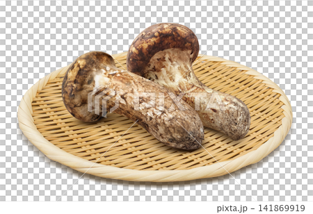 白色背景上的松茸寫實插圖 白色背景上的松茸寫實插圖 141869919