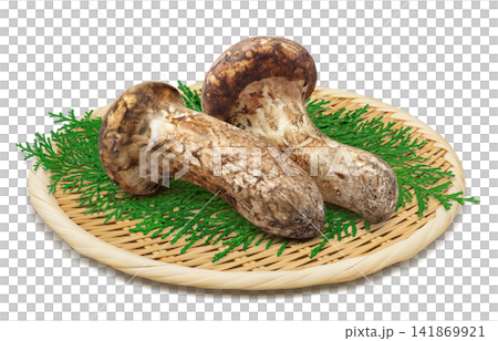 白色背景上的松茸寫實插圖 141869921