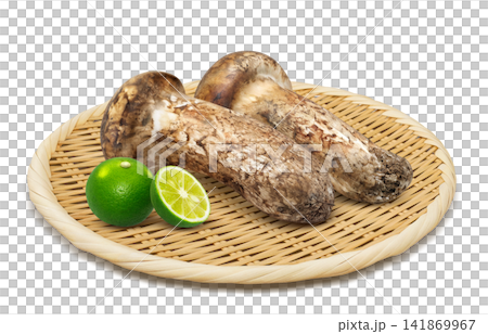 松茸的寫實插圖 141869967