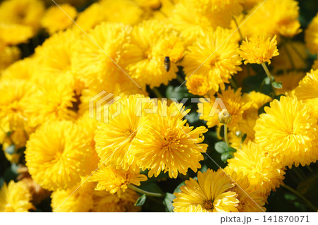 Bright yellow pompon chrysanthemum flowers blooming in garden, autumn background, decorative plant Bright yellow pompon chrysanthemum flowers blooming in garden, autumn background, decorative plant 141870071