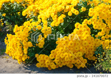 Bright yellow pompon chrysanthemum flowers blooming in garden, autumn background, decorative plant Bright yellow pompon chrysanthemum flowers blooming in garden, autumn background, decorative plant 141870072