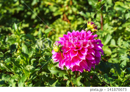 Bright pink formal decorative dahlia flower blooming in sunny garden with green background Bright pink formal decorative dahlia flower blooming in sunny garden with green background 141870073