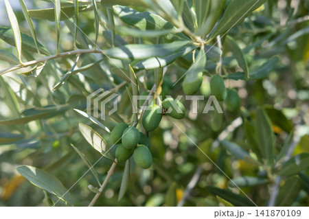 olives growing on trees in Croatia 141870109