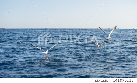 sea gulls flying over the sea sea gulls flying over the sea 141870116