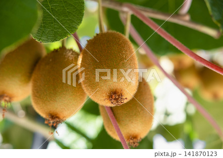 Kiwi growing on trees in Croatia 141870123