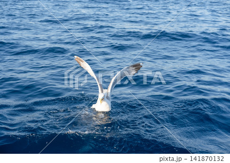 sea gulls flying over the sea sea gulls flying over the sea 141870132