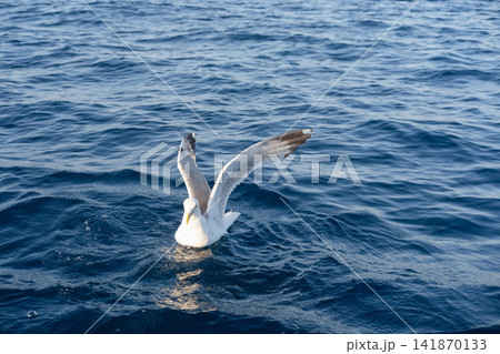 sea gulls flying over the sea sea gulls flying over the sea 141870133