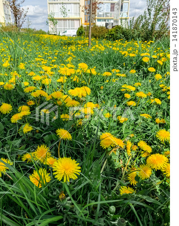 Yellow dandelions bloom across a vast green field in a park under a bright blue cloudy sky Yellow dandelions bloom across a vast green field in a park under a bright blue cloudy sky 141870143