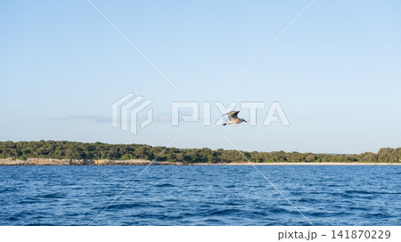 sea gulls flying over the sea sea gulls flying over the sea 141870229