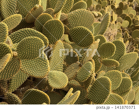 Cactus opuntia spines creating vibrant and textured plant background in desert setting Cactus opuntia spines creating vibrant and textured plant background in desert setting 141870371